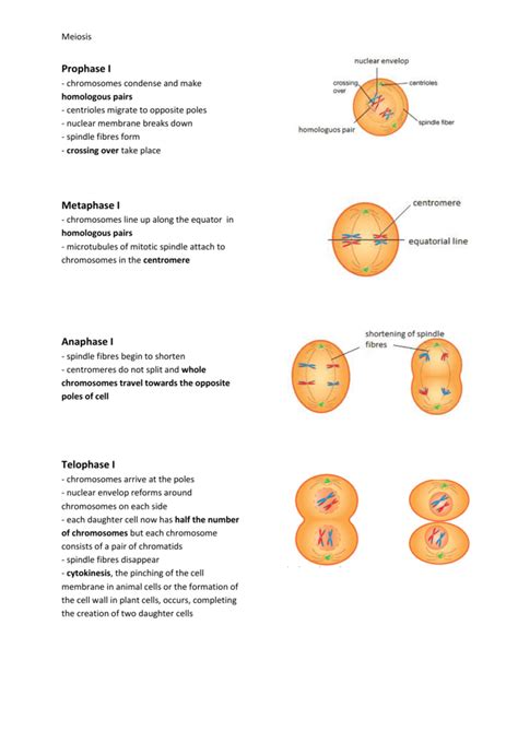 Either the homologues fail to separate during meiosis i or: Prophase I Metaphase I Anaphase I Telophase I