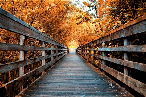 Blue Wooden Bridge Nature Landscape Fall Road Hd Wallpaper