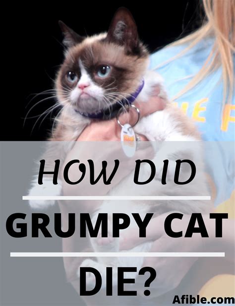 Pin On Rip Grumpy Cat