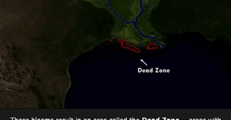 What Is The Gulf Of Mexico Dead Zone