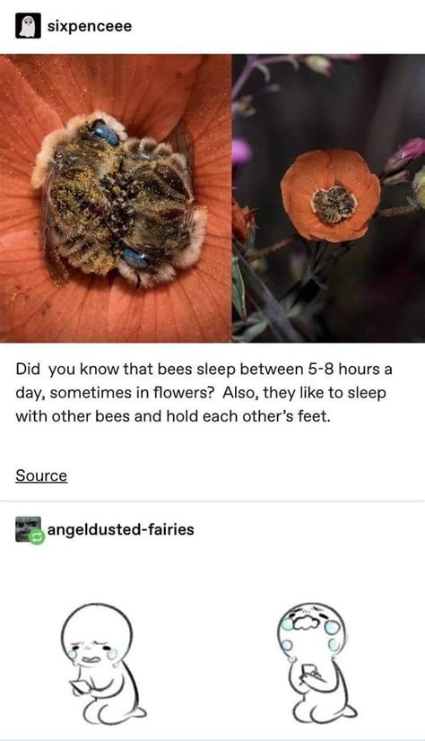 Protect The Bees 9gag