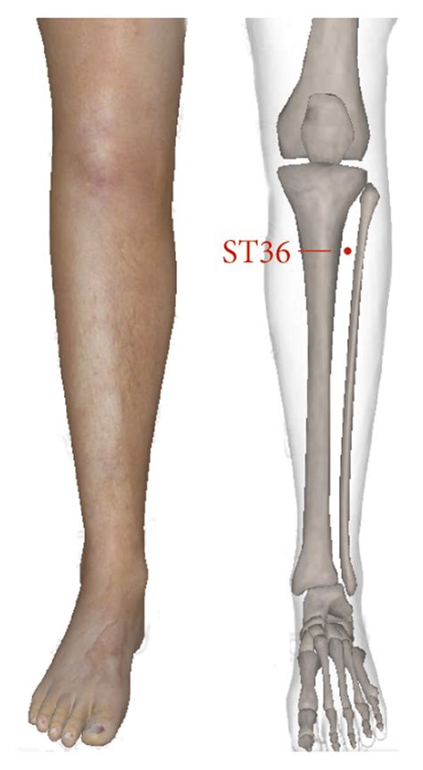 Acupoints ST Zusanli Is Located Inches Below The Outer Knee Download Scientific