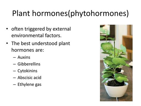 Ppt Hormones In Plants Powerpoint Presentation Free Download Id