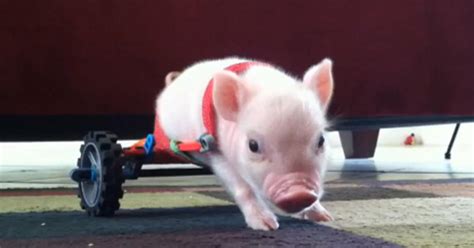 This Piglet In A Wheelchair Will Make You Smile Cbs News
