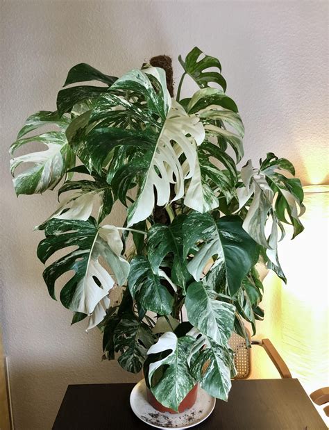 Various Types Of Monstera Plants For Tropical Style Home Interiors Thegardengranny