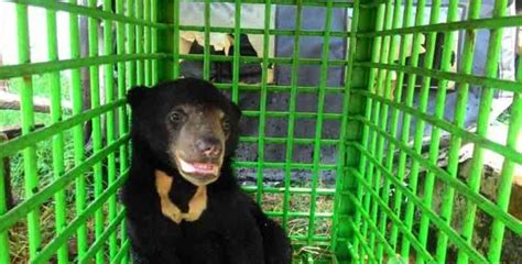 Viral Video Beruang Masuk Perkampungan Di Agam Ini Kata BKSDA Kata