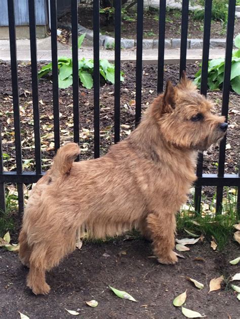 История и стандарт породы норвич и керн терьера. 10 Things Only a Norwich Terrier Owner Would Understand ...