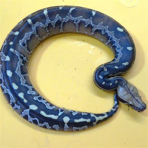 Borneo Blood Python Babies