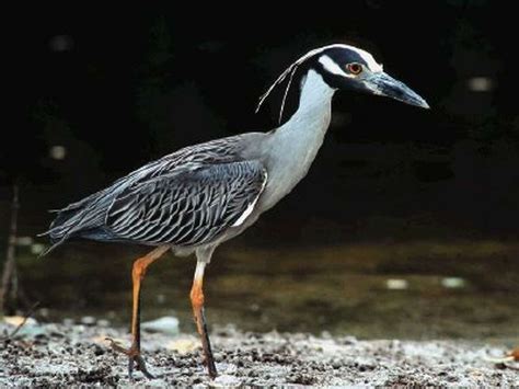 Yellow Crowned Night Herons Are A Common Bird In The Houston Area