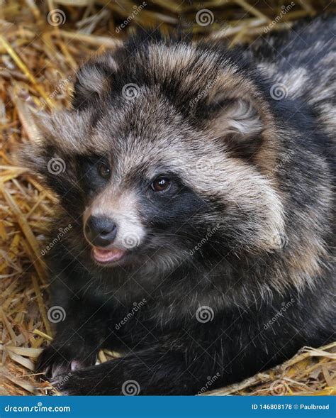 Racoon Dog Resting In Hay Bed In Zoo Cage Stock Photo Image Of