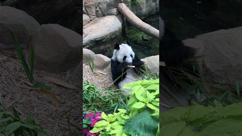 Giant Panda Forest River Safari Singapore Zoo 2020 Youtube