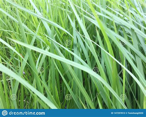 Green Grass Grows All Around Background Stock Photo Image Of Environmental Grasses 147297812