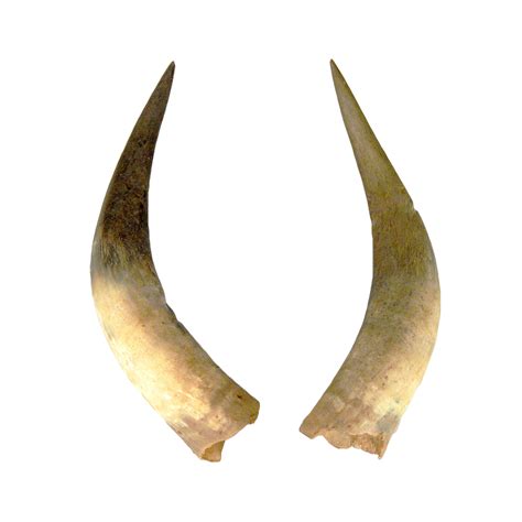 Horns Png By Zonz01 On Deviantart Png