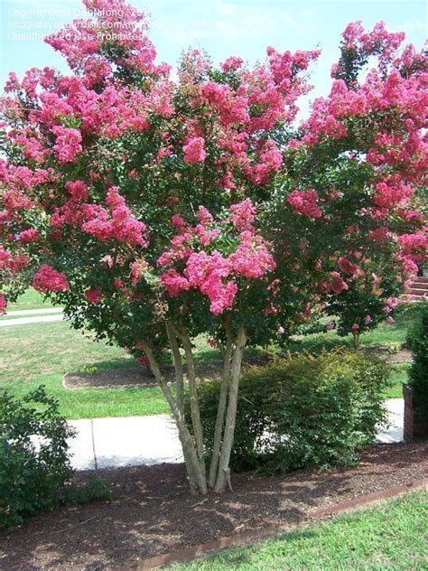 This tall tree from australia is found in landscapes of southern california. Lagerstroemia: Caring for Crepe Myrtles from the Bottom Up ...