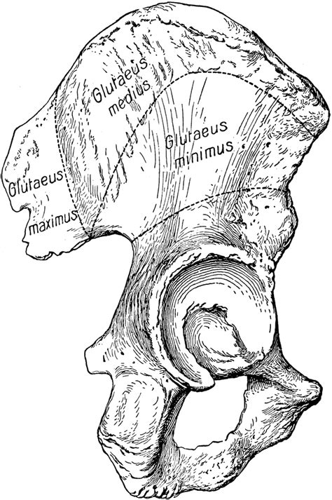 The Ilium Bone And Origin Of The Gluteal Muscles Clipart Etc