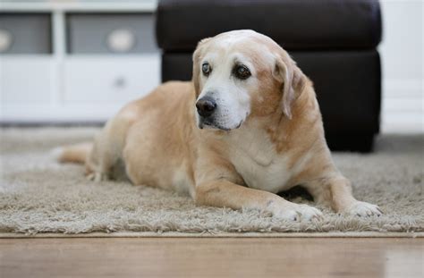 9 Helpful Tips For Caring For Your Blind Dog New York Dog Nanny