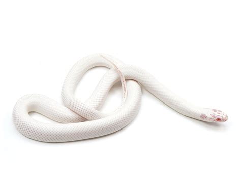 2023 Male High White Albino California King Snake New England Reptile