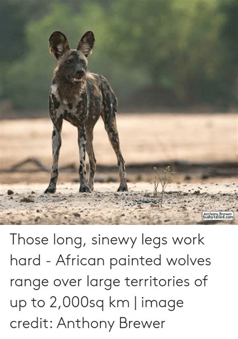 Those Long Sinewy Legs Work Hard African Painted Wolves Range Over