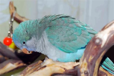 7 Best Talking Parrots Wooparrot