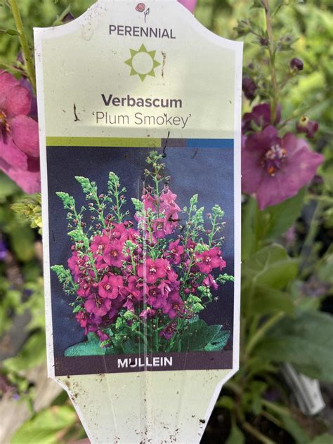 Verbascum Plum Smokey 1 Gallon Oceanview Home And Garden