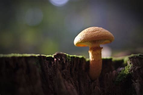 There are not too many apps intended solely for tree identification. A 'potentially deadly' mushroom-identifying app highlights ...