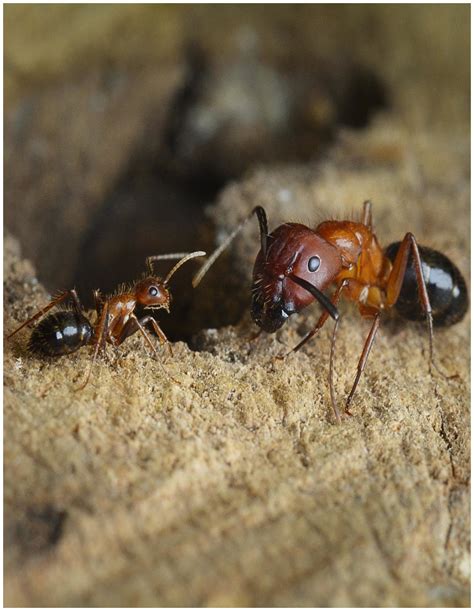 Carpenter Ants Social Behavior Reprogrammed Using