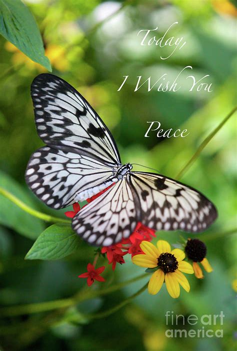 Peaceful Butterfly Card Or Poster Photograph By Carol Groenen