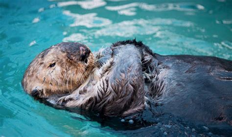 Vancouver Aquarium Otter Sea Otter Awareness Week At Vancouver