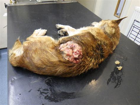 Cats and tuna go together like fish and chips, right? GRAPHIC CONTENT: Dog eaten alive by MAGGOTS after being ...