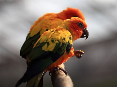 Fotos Gratis Pájaro Fauna Silvestre Alto Pico Lorikeet Guacamayo