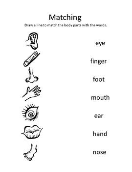 In this video, i have provided body parts worksheet for kids. Body Parts Worksheet by Doodles and Donuts | Teachers Pay ...
