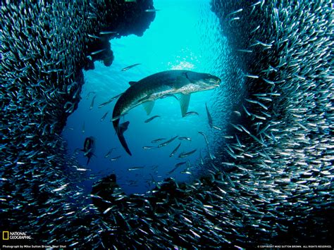 Main organisms in aquatic life zones. paulbarford heritage the ruth: National Geographic aquatic ...