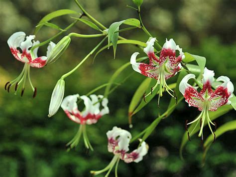Lilium Speciosum Var Gloriosoides Showy Lily World Of Flowering Plants