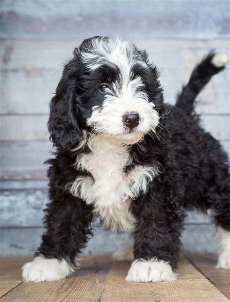 Poodle Mixes The Most Popular Doodle Dogs That Could Be Yours