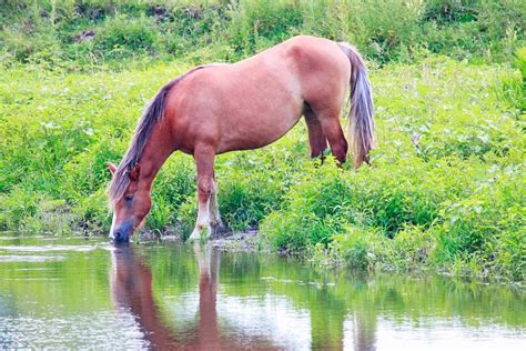 Horse Drinking Water From The River Stock Image Image Of Foal Meadow