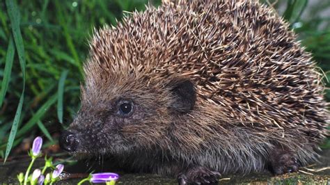 Nationwide hedgehog survey launched | Westmeath Independent
