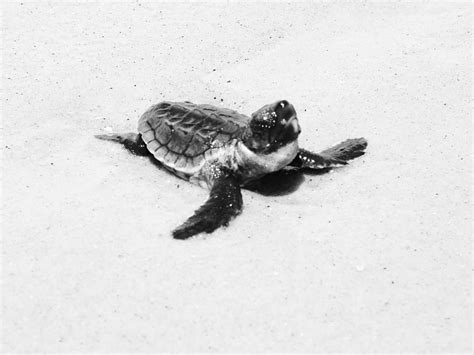 Baby Sea Turtle Ocean Life Animals Black And White Photography