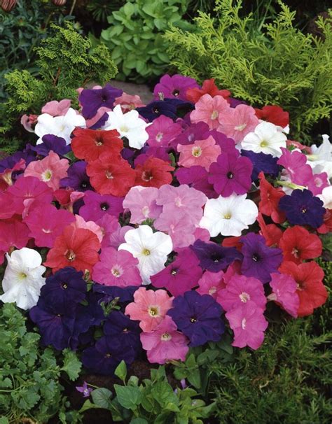 Petunia Mix Pohlmans The Plant People Phone 07 5462 0477