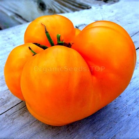 Amana Orange Organic Tomato Seeds Shipping Is Free For Orders