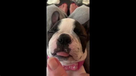 Amazingly Funny Boston Terrier Dog Breed Compilation Youtube
