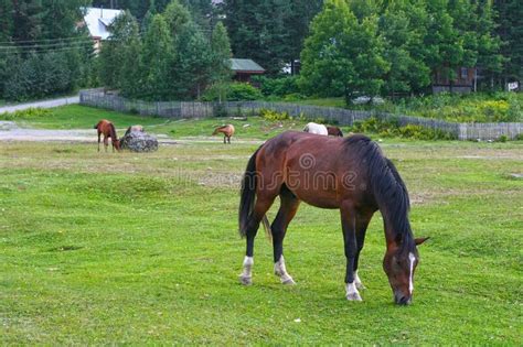 Beautiful Brown Horses Eating Grass And Hay In Meadow And Green Field