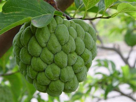 But apart from eating the sugar apple as a fruit. Annona Squamosa 10 Seeds, Sugar Custard Apple Sweetsops ...