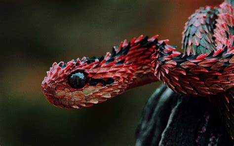 Top 10 Coolest Snakes In The World | World's Top Insider