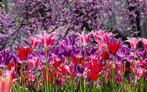 Park Purple Pink Tulips Wallpaper 2880x1800 31282