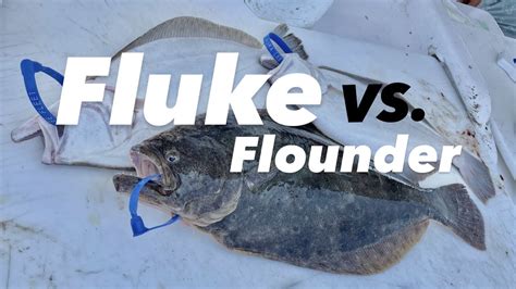 Fluke Vs Flounder Whats The Difference Youtube