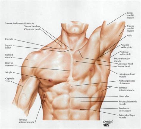 Chest Muscle Anatomy Diagram Male Arm And Chest Muscles Labeled Chart Images