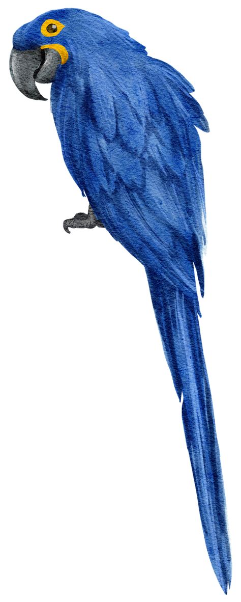 Guacamayo Jacinto Loro Azul Pájaro Imagen Gratis En Pixabay