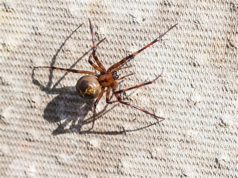 10 Common Spiders Youll Find In Britains Homes But Are They Really