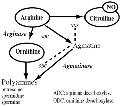 The Arginine Metabolic Pathway Showing The Conversion Of L Arginine To Download Scientific