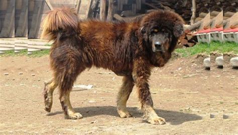 Himalayan Mountain Dogs Pethelpful